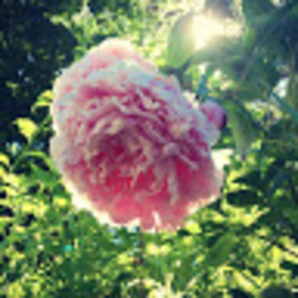 Meet your Posher, Megan